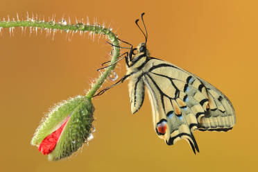 Papilio machaon butterfly with extended wings on a poppy bud against a golden background detailed with water droplets - ADSF52661