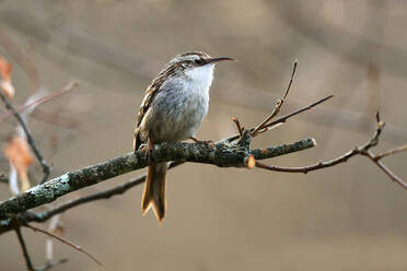 Ein kleiner Vogel mit schlankem Schnabel hockt aufmerksam auf einem kahlen Ast und schaut weg - ADSF52668