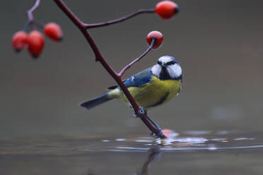 Blaumeise auf einem roten Zweig mit Beeren über dem Wasser sitzend, die ihr lebhaftes Gefieder zeigen - ADSF52669