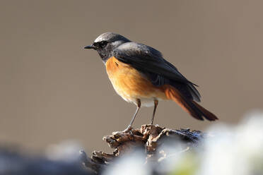 A striking Daurian redstart perched on a piece of wood with a soft-focus background - ADSF52672