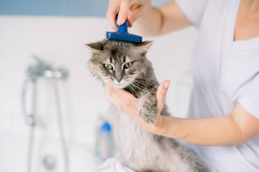 Eine grau getigerte Katze wird von einer nicht erkennbaren Person mit einer blauen Bürste nach einem Bad zu Hause gekämmt - ADSF52689