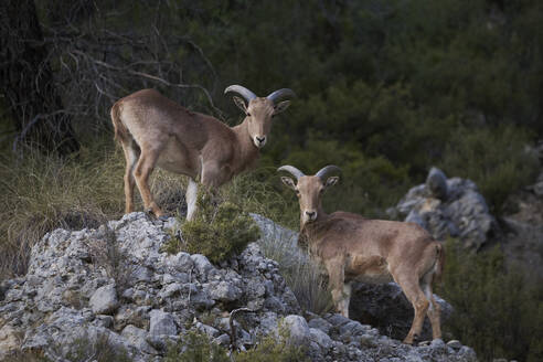 A two of Barbary sheep gather on rocky terrain their curved horns characteristic of the species - ADSF52690