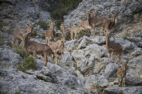 A group of Barbary sheep gather on rocky terrain their curved horns characteristic of the species - ADSF52691