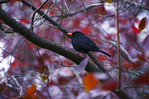 Eine Amsel sitzt ruhig auf einem Ast, umgeben von den leuchtend roten Blättern des Herbstes, die einen auffälligen Kontrast bilden - ADSF52710