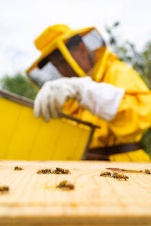 Nahaufnahme von Honigbienen, die auf einer hölzernen Oberfläche sitzen, während ein anonymer Imker im Schutzanzug mit Handschuhen vor einer unscharfen grünen Fläche im Tageslicht steht - ADSF52741
