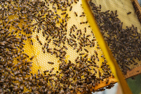 Holzrahmen mit Waben und sitzenden Bienen im Tageslicht - ADSF52743