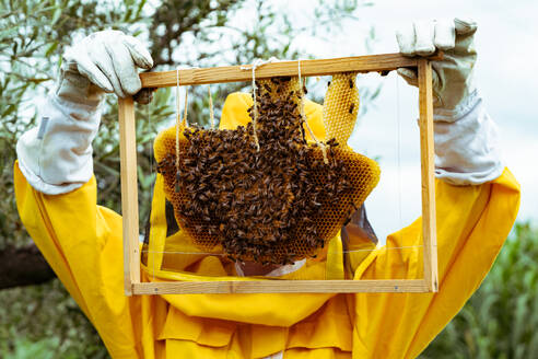 Unbekannter Imker in gelber Schutzkleidung und weißen Handschuhen bei der Untersuchung eines Bienenstocks mit Waben und Bienen während der Bienenarbeit an einem sonnigen Tag - ADSF52744