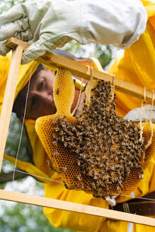 Unbekannter Imker in gelber Schutzkleidung und weißen Handschuhen bei der Untersuchung eines Bienenstocks mit Waben und Bienen während der Bienenarbeit an einem sonnigen Tag - ADSF52745