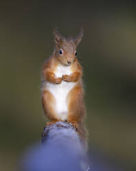 Portrait of Eurasian red squirrel (Sciurus vulgaris) standing outdoors - MJOF01994