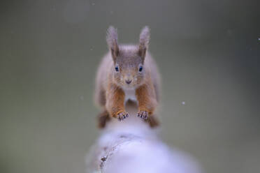 Porträt eines eurasischen roten Eichhörnchens (Sciurus vulgaris), das in Richtung Kamera springt - MJOF01995