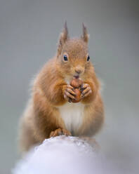 Porträt eines eurasischen roten Eichhörnchens (Sciurus vulgaris) bei der Nahrungsaufnahme im Freien - MJOF01996