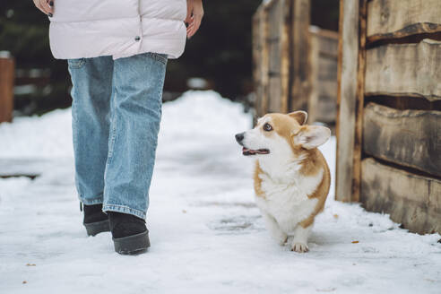 Corgi-Hund mit Besitzer im Schnee spazieren - OLRF00125
