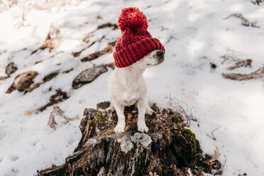 Dog wearing knit hat in winter - EBBF08284