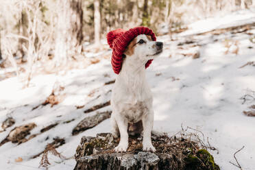 Niedlicher Hund mit Strickmütze und auf einem Baumstumpf sitzend im Winter - EBBF08285