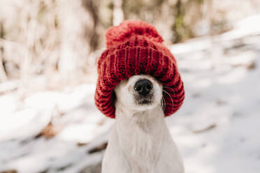Niedlicher Hund, der sein Gesicht mit einer roten Strickmütze im Winter bedeckt - EBBF08286