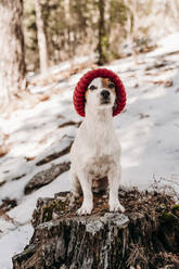 Cute dog wearing knit hat and sitting on tree stump in winter - EBBF08287