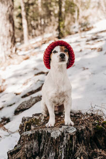 Niedlicher Hund mit Strickmütze und auf einem Baumstumpf sitzend im Winter - EBBF08287