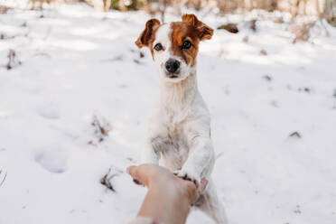 Hund legt Pfoten auf die Hand des Besitzers im Schnee - EBBF08291