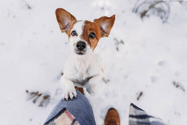 Niedlicher Hund berührt Besitzer mit Pfote im Schnee - EBBF08292