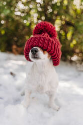 Niedlicher Hund mit roter Strickmütze im Schnee - EBBF08298