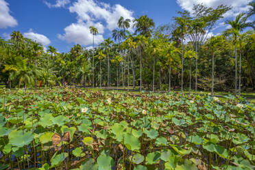 Blick auf den Botanischen Garten Sir Seewoosagur Ramgoolam, Mauritius, Indischer Ozean, Afrika - RHPLF31600