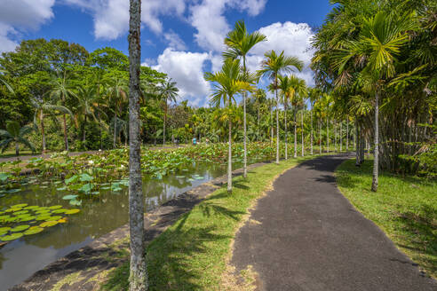 Blick auf den Botanischen Garten Sir Seewoosagur Ramgoolam, Mauritius, Indischer Ozean, Afrika - RHPLF31602