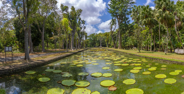 Ansicht des Riesenseerosenteichs im Botanischen Garten Sir Seewoosagur Ramgoolam, Mauritius, Indischer Ozean, Afrika - RHPLF31603