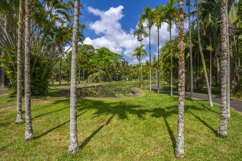 Blick auf den Botanischen Garten Sir Seewoosagur Ramgoolam, Mauritius, Indischer Ozean, Afrika - RHPLF31605