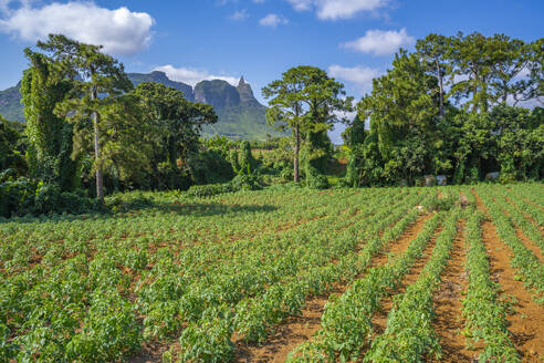 Blick auf Farmland und Berge in der Nähe von Ripailles, Mauritius, Indischer Ozean, Afrika - RHPLF31606