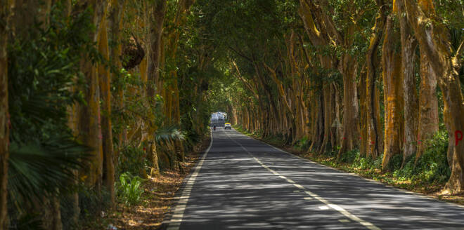Blick auf eine von Bäumen gesäumte Straße in der Nähe des Sir Seewoosagur Ramgoolam Botanical Garden, Mauritius, Indischer Ozean, Afrika - RHPLF31609