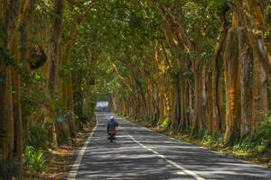 Blick auf eine von Bäumen gesäumte Straße in der Nähe des Sir Seewoosagur Ramgoolam Botanical Garden, Mauritius, Indischer Ozean, Afrika - RHPLF31611