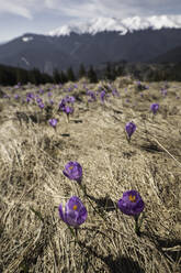 Krokusblüten, Fagaras-Gebirge, Kreis Arges, Muntenien, Rumänien, Europa - RHPLF31673