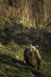 Braunbär vom Bunea Wilderness Hide aus gesehen, Fagaras-Gebirge, Kreis Arges, Muntenia, Rumänien, Europa - RHPLF31674