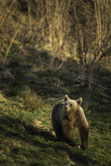 Brown Bear seen from Bunea Wilderness Hide, Fagaras Mountains, Arges County, Muntenia, Romania, Europe - RHPLF31674