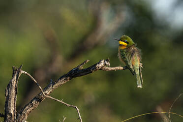 Kleiner Bienenfresser (Merops pusillus), Sabi Sands Game Reserve, Südafrika, Afrika - RHPLF31696