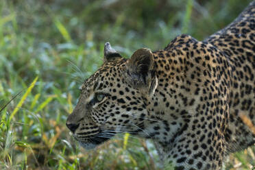 Leopard (Panthera pardus), Sabi Sands Game Reserve, Südafrika, Afrika - RHPLF31697