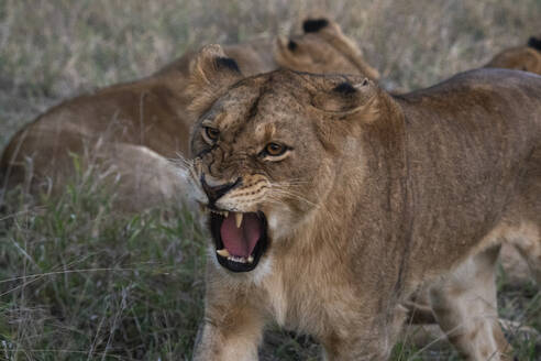 Lioness (Panthera leo), Sabi Sands Game Reserve, South Africa, Africa - RHPLF31698