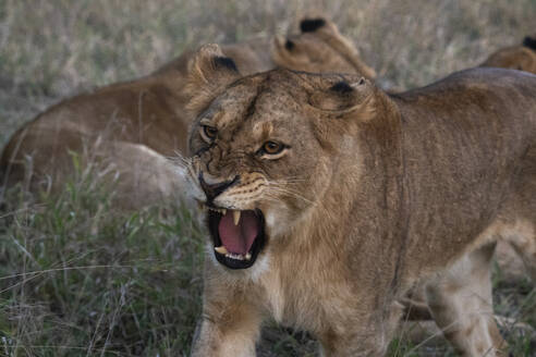 Löwin (Panthera leo), Sabi Sands Game Reserve, Südafrika, Afrika - RHPLF31698
