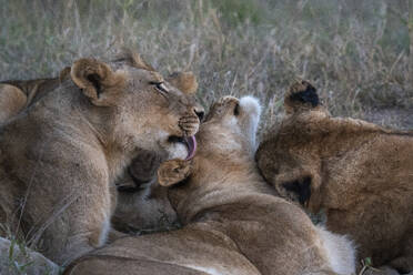 Löwenrudel (Panthera leo), Sabi Sands Game Reserve, Südafrika, Afrika - RHPLF31699