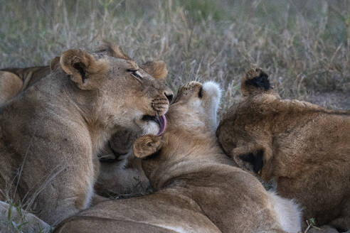 Löwenrudel (Panthera leo), Sabi Sands Game Reserve, Südafrika, Afrika - RHPLF31699