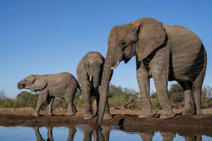 Afrikanische Elefanten (Loxodonta africana) beim Trinken am Wasserloch, Mashatu Game Reserve, Botsuana, Afrika - RHPLF31700