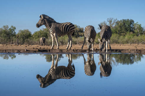 Steppenzebras (Equus quagga) beim Trinken am Wasserloch, Mashatu-Wildreservat, Botsuana, Afrika - RHPLF31701