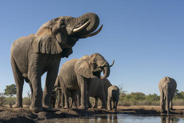 Afrikanische Elefanten (Loxodonta africana) beim Trinken am Wasserloch, Mashatu Game Reserve, Botsuana, Afrika - RHPLF31702