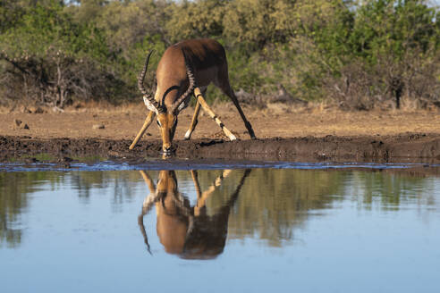 Impala (Aepyceros melampus) beim Trinken am Wasserloch, Mashatu Game Reserve, Botswana, Afrika - RHPLF31703