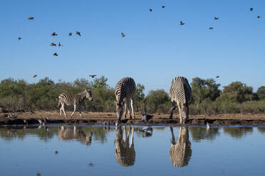 Steppenzebras (Equus quagga) beim Trinken am Wasserloch, Mashatu-Wildreservat, Botsuana, Afrika - RHPLF31704