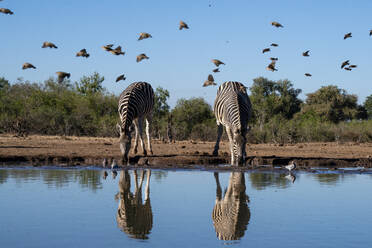 Steppenzebras (Equus quagga) beim Trinken am Wasserloch, Mashatu-Wildreservat, Botsuana, Afrika - RHPLF31705
