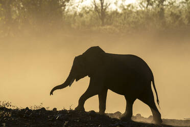 Afrikanischer Elefant (Loxodonta africana) in Silhouette, Mashatu Game Reserve, Botsuana, Afrika - RHPLF31706