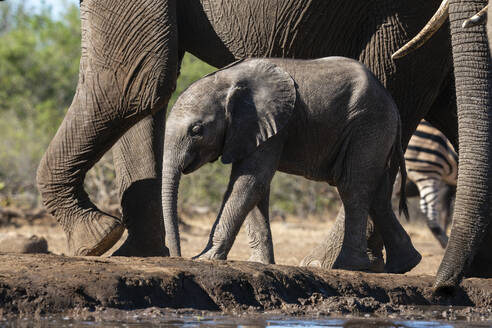 Afrikanischer Elefant (Loxodonta africana), Kalb am Wasserloch, Mashatu Game Reserve, Botsuana, Afrika - RHPLF31708