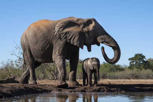 Afrikanische Elefanten (Loxodonta africana) beim Trinken am Wasserloch, Mashatu Game Reserve, Botsuana, Afrika - RHPLF31709