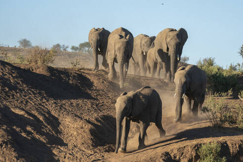 Afrikanischer Elefant (Loxodonta africana) in Reih und Glied, Mashatu Game Reserve, Botswana, Afrika - RHPLF31710